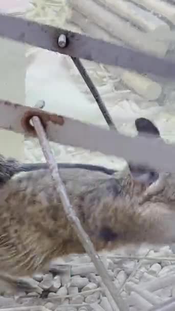 一只灰色的老鼠在笼中的一个跑步轮中奔跑 动作缓慢 垂直录像 — 图库视频影像