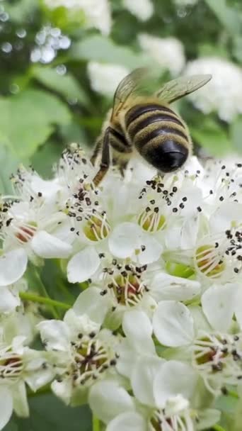 Bee Crawls Spring White Flowers Elderberry Flies Away Branch Sways — Stock Video