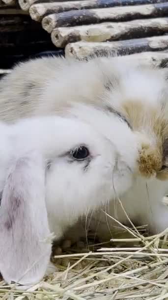 Conejitos Esponjosos Pascua Jugando Juntos Una Jaula Concepto Naturaleza Animal — Vídeo de stock