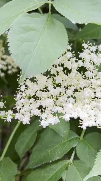 Flores Brancas Mais Velhas Dia Verão Sambuca Negra Natureza Vídeo — Vídeo de Stock