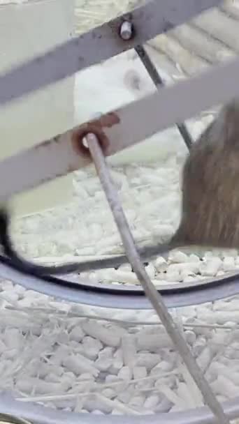 Seekor Tikus Berlari Roda Dalam Lingkaran Hewan Peliharaan Video Vertikal — Stok Video