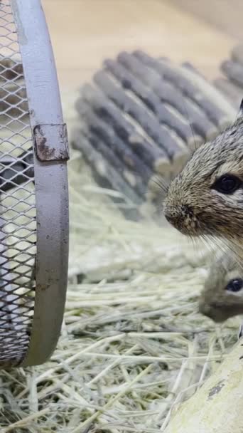 Ratti Grigi Laboratorio Siedono Una Gabbia Concetto Animale Roditore Video — Video Stock