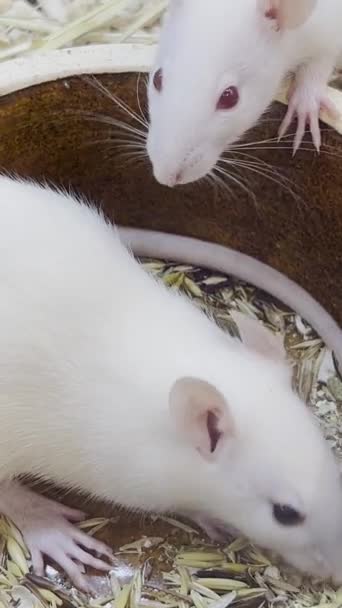 Las Ratas Blancas Comen Grano Sentado Una Jaula Ratas Mano — Vídeos de Stock