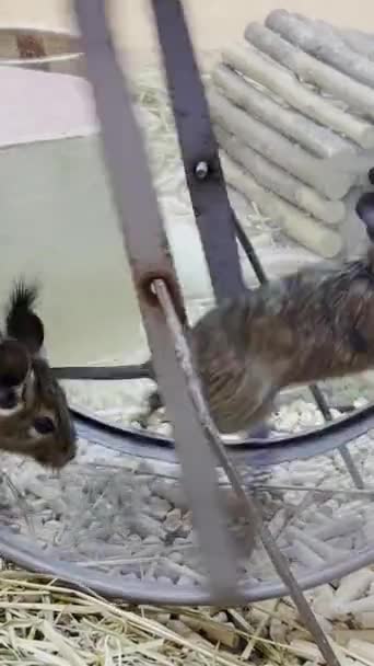 Deux Jeunes Rats Qui Courent Dans Une Roue Cage Ralenti — Video