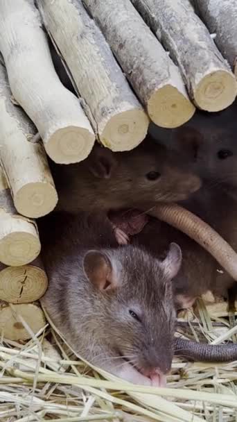 ネズミの群れは木造の家に住んでいる 美しいホワイトマウス バーティカルビデオ — ストック動画