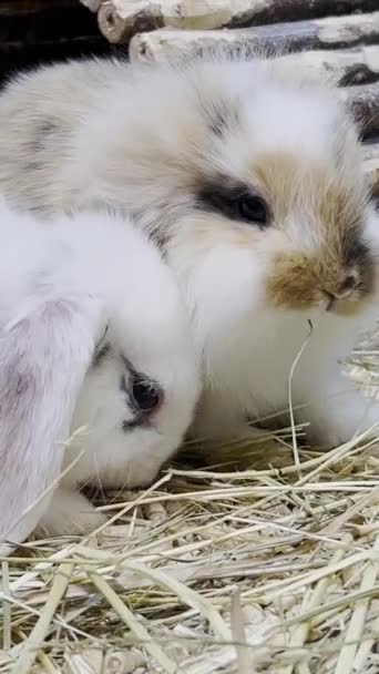 素敵なバニー イースターふわふわの白いバニー 檻の中の愛らしいウサギ イースターバニー ウサギのクローズアップ バーティカルビデオ — ストック動画
