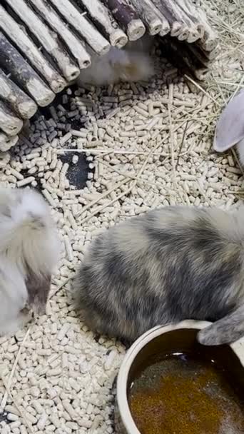 Coniglietti Soffici Pasquali Che Giocano Insieme Una Gabbia Concetto Natura — Video Stock