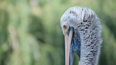 Vahşi doğada güzel beyaz pelikanlar. Batı Avustralya 'da büyük bir deniz kuşu. Vahşi yaşam ayrıntılarıyla ele geçirildi.