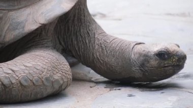 Dünyanın en büyük kaplumbağalarından biri olan Aldabra dev kaplumbağasının bir doğa parkındaki yakın çekimi. Dev sürüngenlerin portresi. Egzotik hayvanlar, aşk ve seyahat konsepti