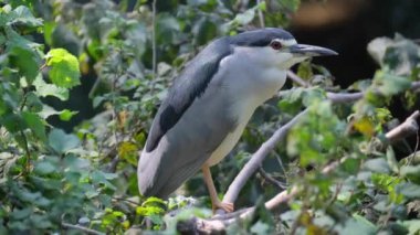 Güzel bir kuş ağaç dalına oturur ve kameranın lensine bakar..