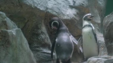 Küçük bir penguen büyük taşların yanında duruyor. Penguenler yürüyor.