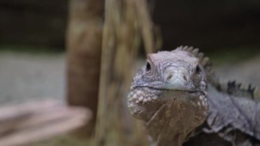 Yağmur ormanlarındaki ağaçta sarı iguana, Rio Tempisque Guanacaste, Kosta Rika vahşi yaşamı.