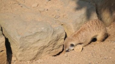 Şirin bir dağ sıçanı kumlu toprakta çukur kazıyor. Memeliler, kemirgen tarikatının temsilcileri..