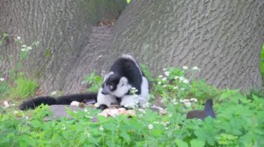 Erkek bir halka kuyruklu lemur uzun yeşil çimenlerde oturur. Lemuroidler bir dizi primatın temsilcileridir.