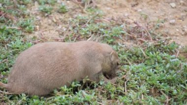 Kahverengi bir dağ sıçanı ot yer. Arka görünüm.