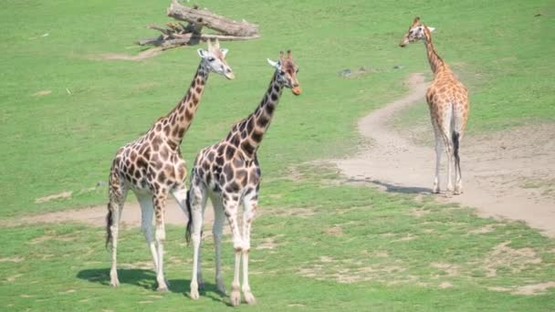 Family Giraffa Giraffa Wild Amazing Scene Safari Wild Animals North — Stock Video