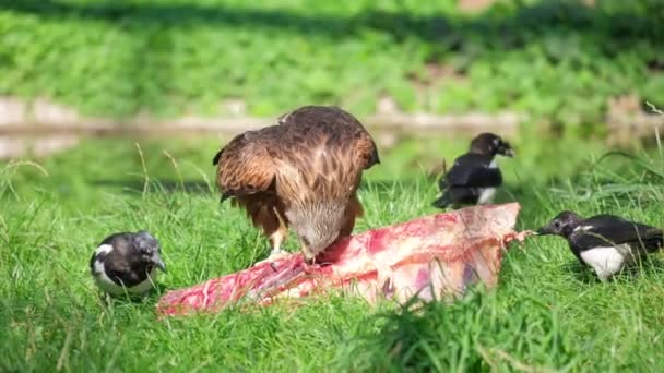 Brown Eagle African Bird Prey Sitting Eating Meat Natural Habitat — Stock Video