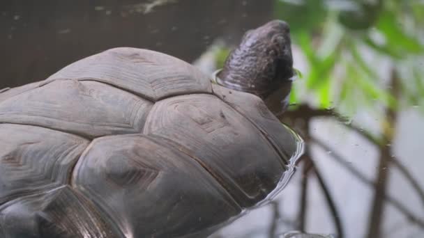 야생의 연못에서 거대한 거북이 거대한 파충류의 초상화 클로즈업 — 비디오