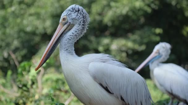 Piękne Białe Pelikany Dziczy Duży Ptak Morski Zachodniej Australii Dzikie — Wideo stockowe