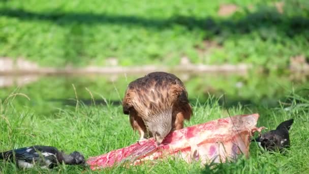 Grand Aigle Brun Mange Viande Fraîche Oiseaux Proie Dans Nature — Video