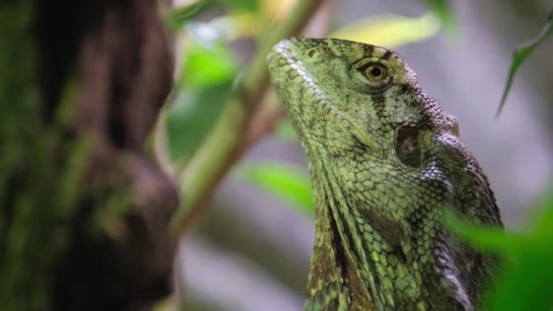 Chameleon Zelené Barvě Zblízka Přírodním Pozadím Plazi Divočině — Stock video