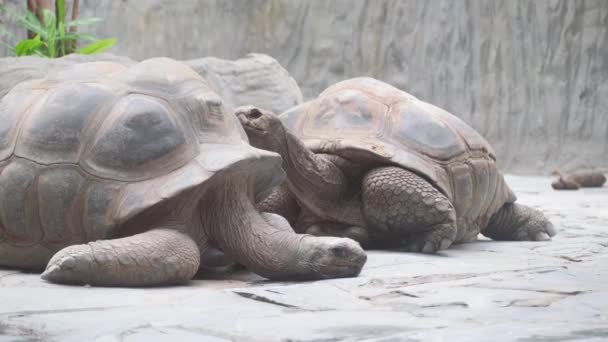 Τεράστια Οικογένεια Χελώνας Aldabra Είναι Μία Από Τις Μεγαλύτερες Χελώνες — Αρχείο Βίντεο