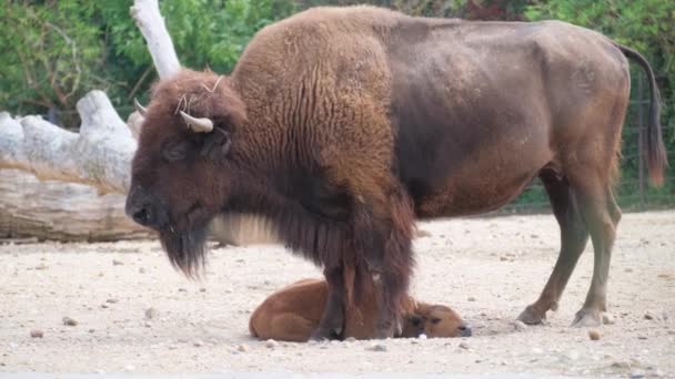 Amerikansk Bisonoxe Buffel Med Små Avkommor Familjen Buffalo — Stockvideo
