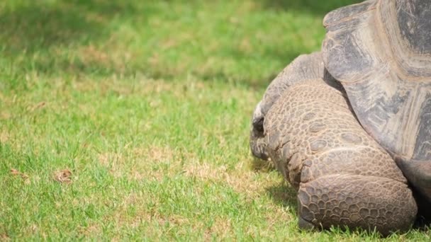 Zbliżenie Gigantycznego Żółwia Dziczy Trawie Portret Wielkich Gadów — Wideo stockowe