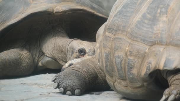 Jättesköldpaddor Naturen Porträtt Stora Reptiler Exotiska Djur Från Afrika — Stockvideo