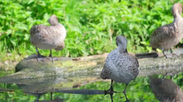 Dzikie Kaczki Siedzą Nad Wodą Jeziorze Szczotkują Pióra Ptaki Wędrowne — Wideo stockowe