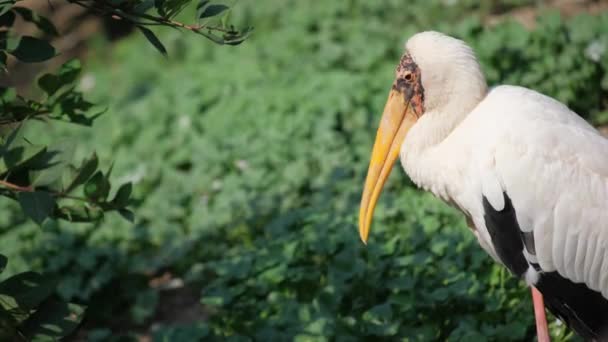 Piękny Biały Ptak Długim Dziobem Dziczy Duży Ptak Morski Zachodniej — Wideo stockowe