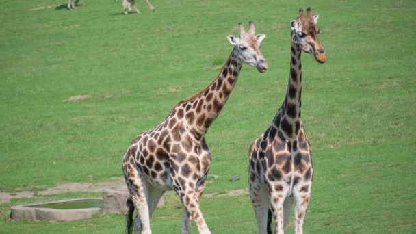 Krásná Rodina Žiraf Divočině Úžasná Scéna Safari Divokými Zvířaty Koncept — Stock video