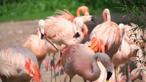 野生环境下 成群的粉红火烈鸟站在浅水边 — 图库视频影像