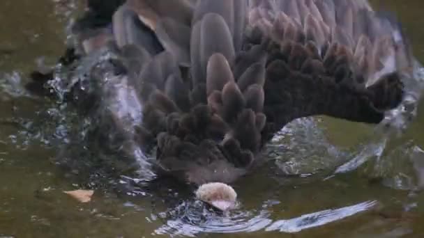 Sęp Kąpie Się Wodzie Drapieżne Ptaki Afryce — Wideo stockowe