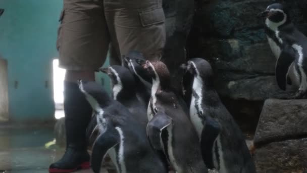 Pingüinos Azules Comiendo Entrenador Alimenta Los Pingüinos Con Peces Eudyptula — Vídeo de stock