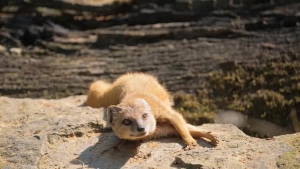 Sarı Tilki Firavun Faresi Yerde Yatıyor Dinleniyor Vahşi Doğanın Hayvanları — Stok video