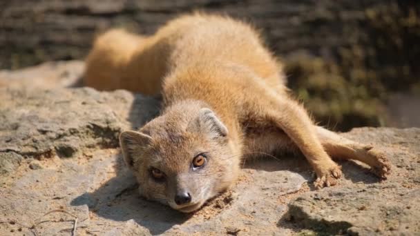 Ein Mungo Fuchs Baby Einem Naturpark Blickt Die Kameralinse Nahaufnahme — Stockvideo