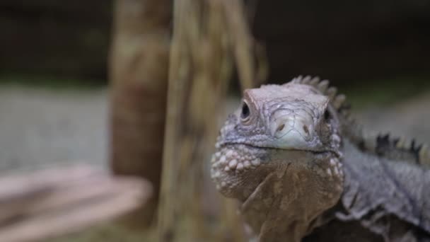 哥斯达黎加Guanacaste Rio Tempisque 雨林树上的黄色鬣蜥 — 图库视频影像