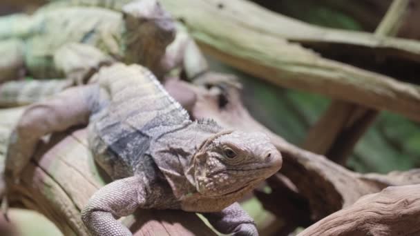 哥斯达黎加Guanacaste Rio Tempisque 雨林树上的黄色鬣蜥 — 图库视频影像