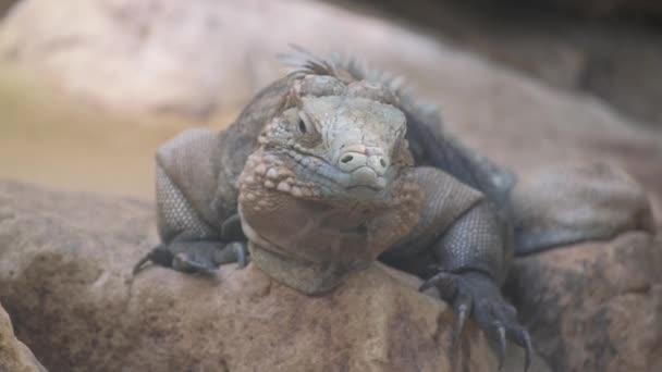 Yatıp Dinlenen Dev Bir Iguananın Portresi Bunlar Vahşi Doğadaki Sürüngen — Stok video