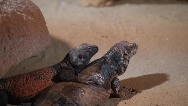 Pequeño Lagarto Amarillo Primer Plano Arena Concepto Reptiles — Vídeos de Stock