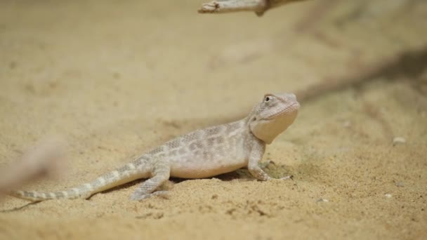 Pequeño Animal Lagarto Australiano Que Vive Desierto Phrynocephalus Mystaceus — Vídeo de stock