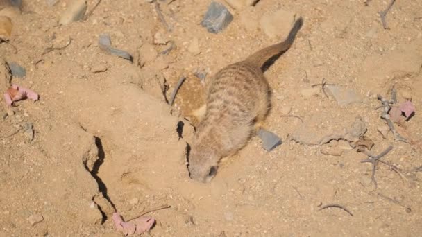 Vacker Surikat Gräver Sanden Ett Rovdjur Från Mongoosfamiljen Den Enda — Stockvideo