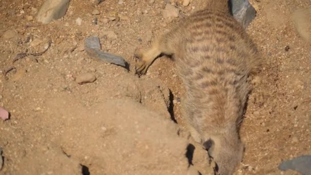 Meerkat Digs Hole Sand Pit Lives Kalahari Desert South Africa — Stock Video