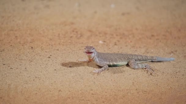 Vacker Reptil Ödla Ett Terrarium Med Sand Begreppet Reptiler Husdjur — Stockvideo