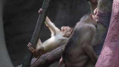 Ağaçta oynayan bir şempanze ailesi. Hominid primat ailesinin cinsi.