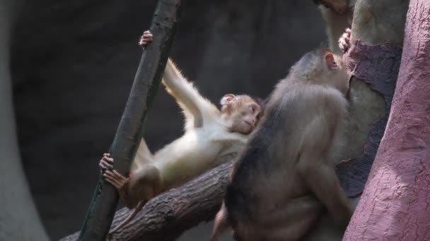 Een Familie Chimpansees Een Spelende Boom Genus Van Hominide Familie — Stockvideo