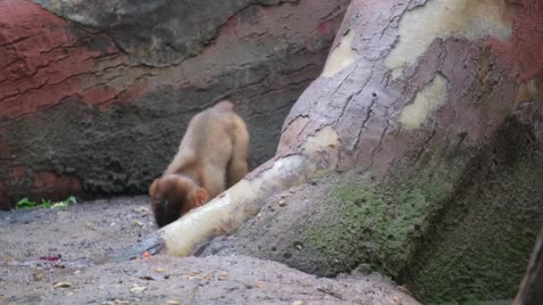 Bir Bebek Şempanze Bir Ağacın Yanında Oynuyor Bir Dizi Primat — Stok video