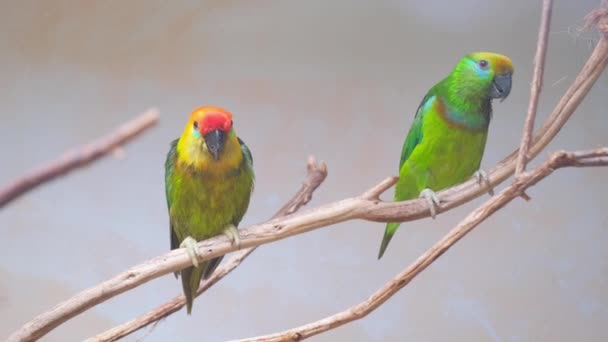 Όμορφη Φωτεινό Πράσινο Αυστραλίας Παπαγάλοι Κάθονται Ένα Κλαδί Δέντρου Πτηνά — Αρχείο Βίντεο