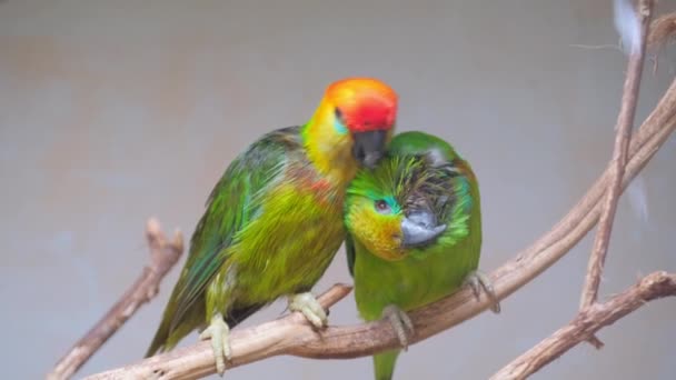 Närbild Ljusgröna Australiska Papegojor Sitter Trädgren Vackra Papegojor — Stockvideo